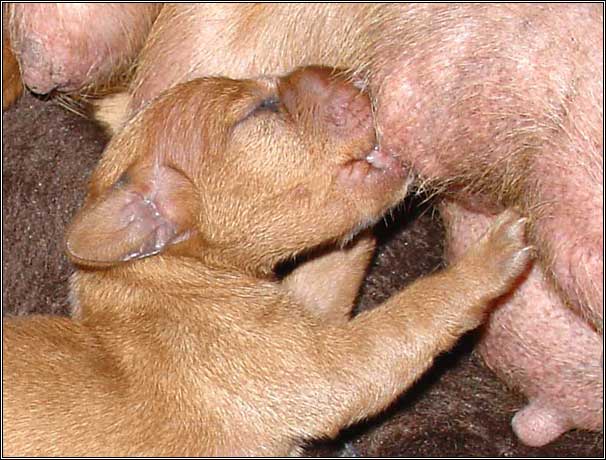 The first sip of wiener puppy