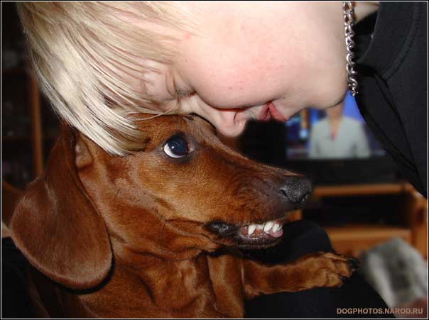 Dachshund dog and the struggle for a place in front of TV