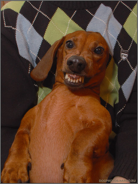Angry dog dachshund