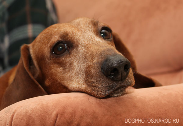 Sad dog on the couch.