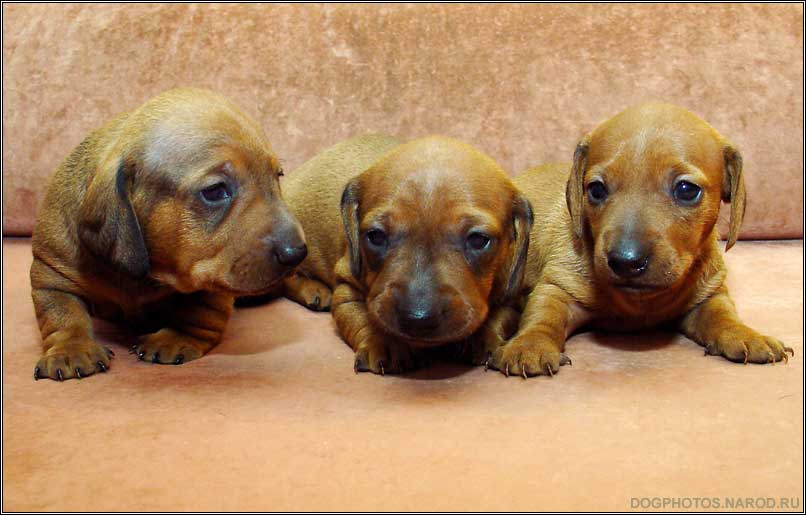 Dachshund dog puppy photo