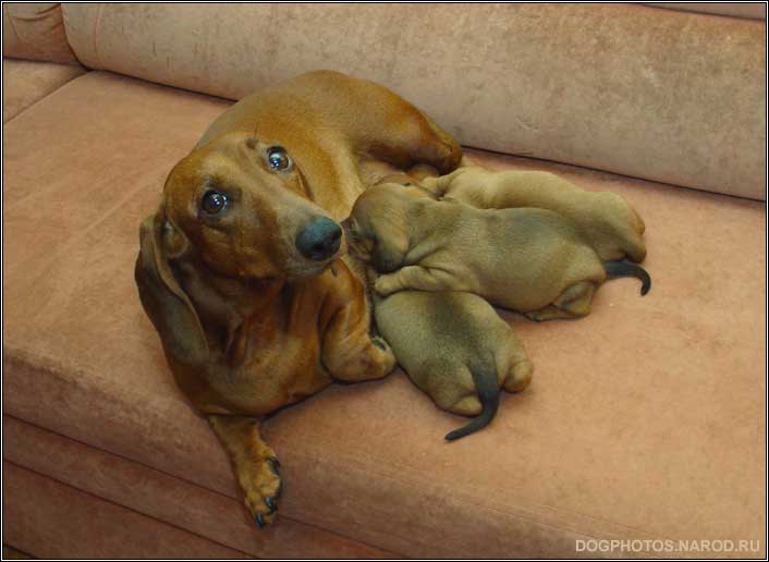 Dachshund dog puppies with mum
