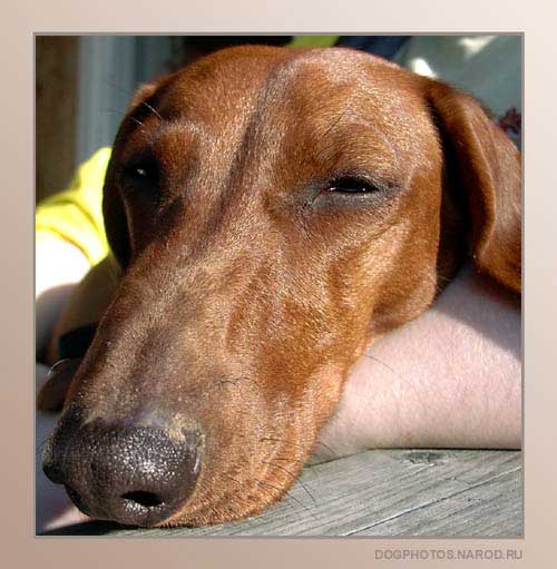 Dachshund dog basking in the sun