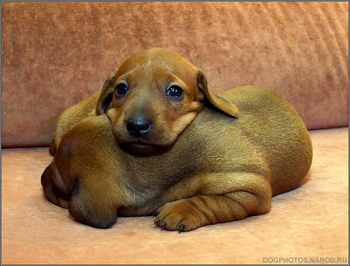 Dachshund puppy photo