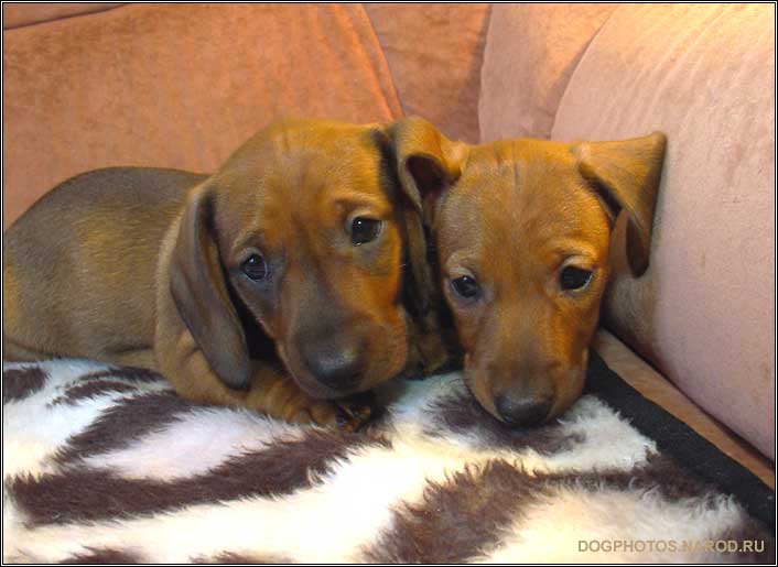 Doxie puppy photo