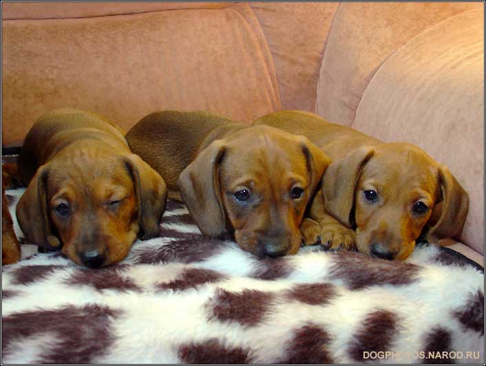 Sausage dog puppy photo