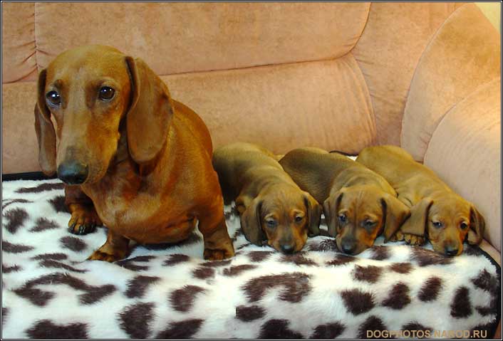 Dachshund dog puppies