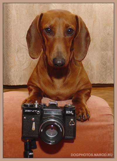 Dachshund is photographer