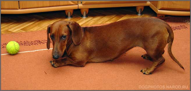 Dachshund dog plays with a ball