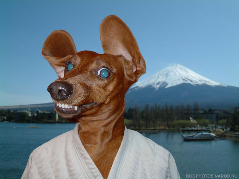 Dachshund against the mountain Fuji