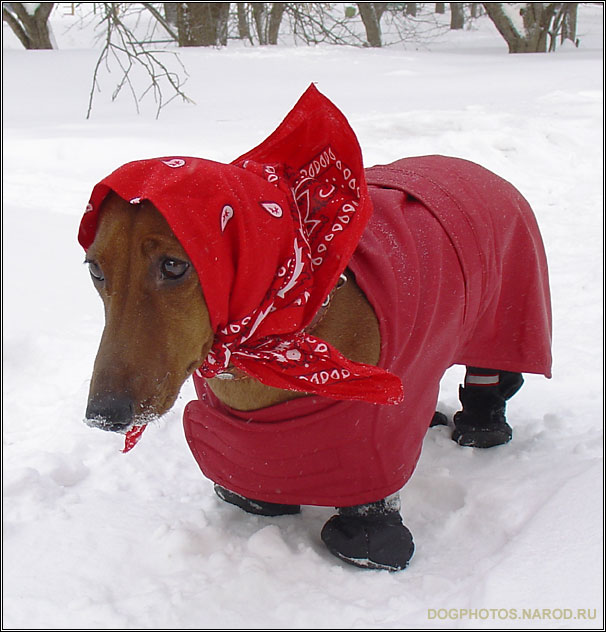 dachshund dog photo