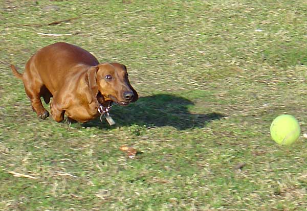 Dachshund catching a ball