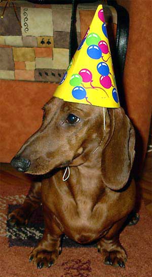 New Year's dachshund
