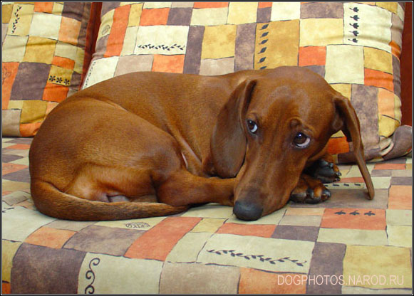 Sad dog on the couch.