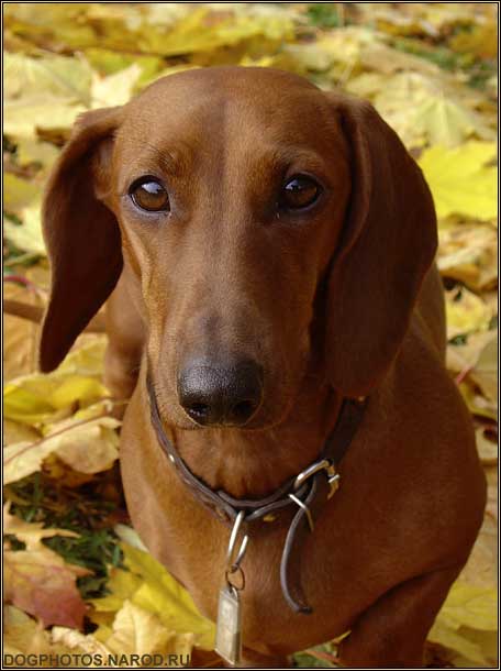 Red yard of dachshund