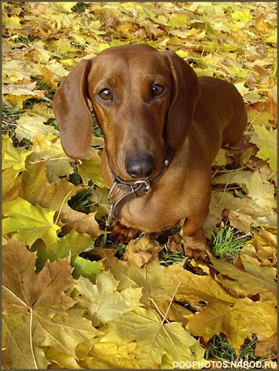 Red yard of dachshund