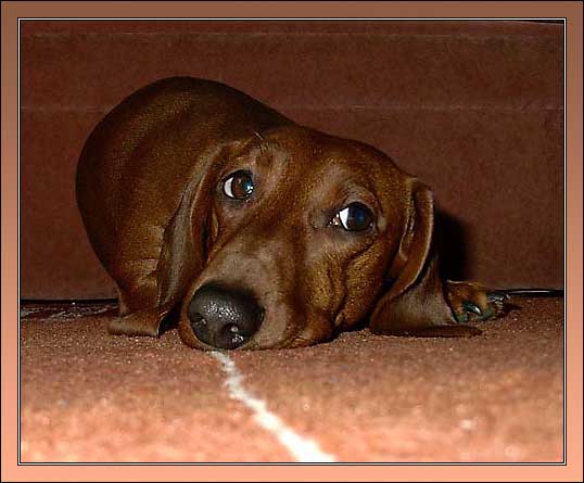 Dachshund dog is sad on the carpet