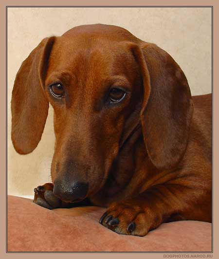 portrait of a dachshund