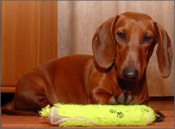 Dachshund dog with a toy