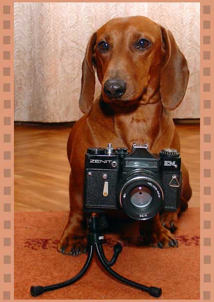 Dachshund is photographer