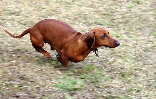 Dachshund catches the cat