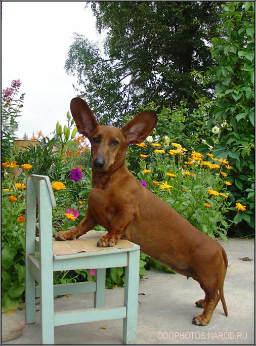 Dachshund on the dacha