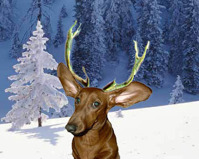 Dachshund-deer