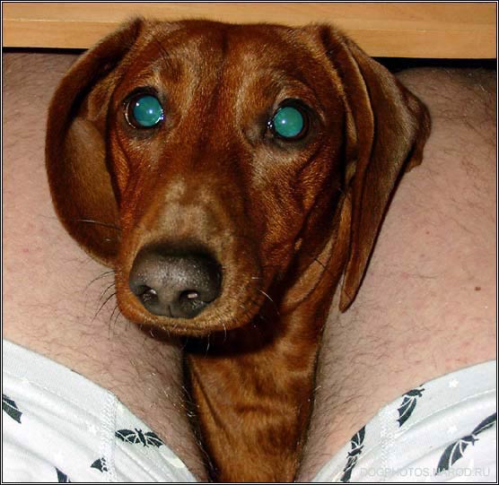Nosy dachshund