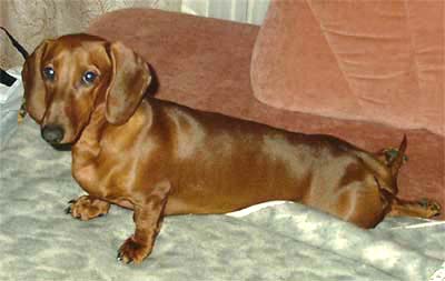 Dachshund on the divan 