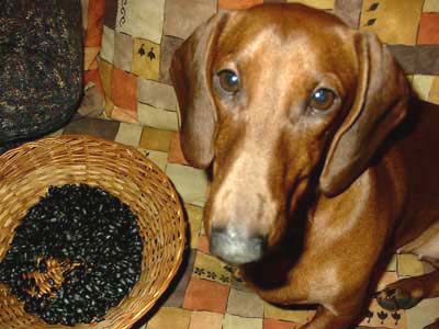 Dachshund offers meal