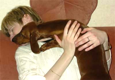 Dachshund dog pretends to be a snake