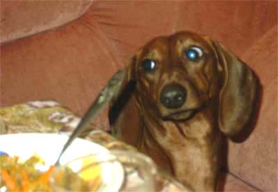 Dog dachshund at the table