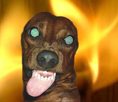 Dachshund from hell