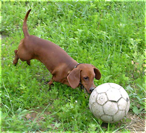 Dachshund: snout kick